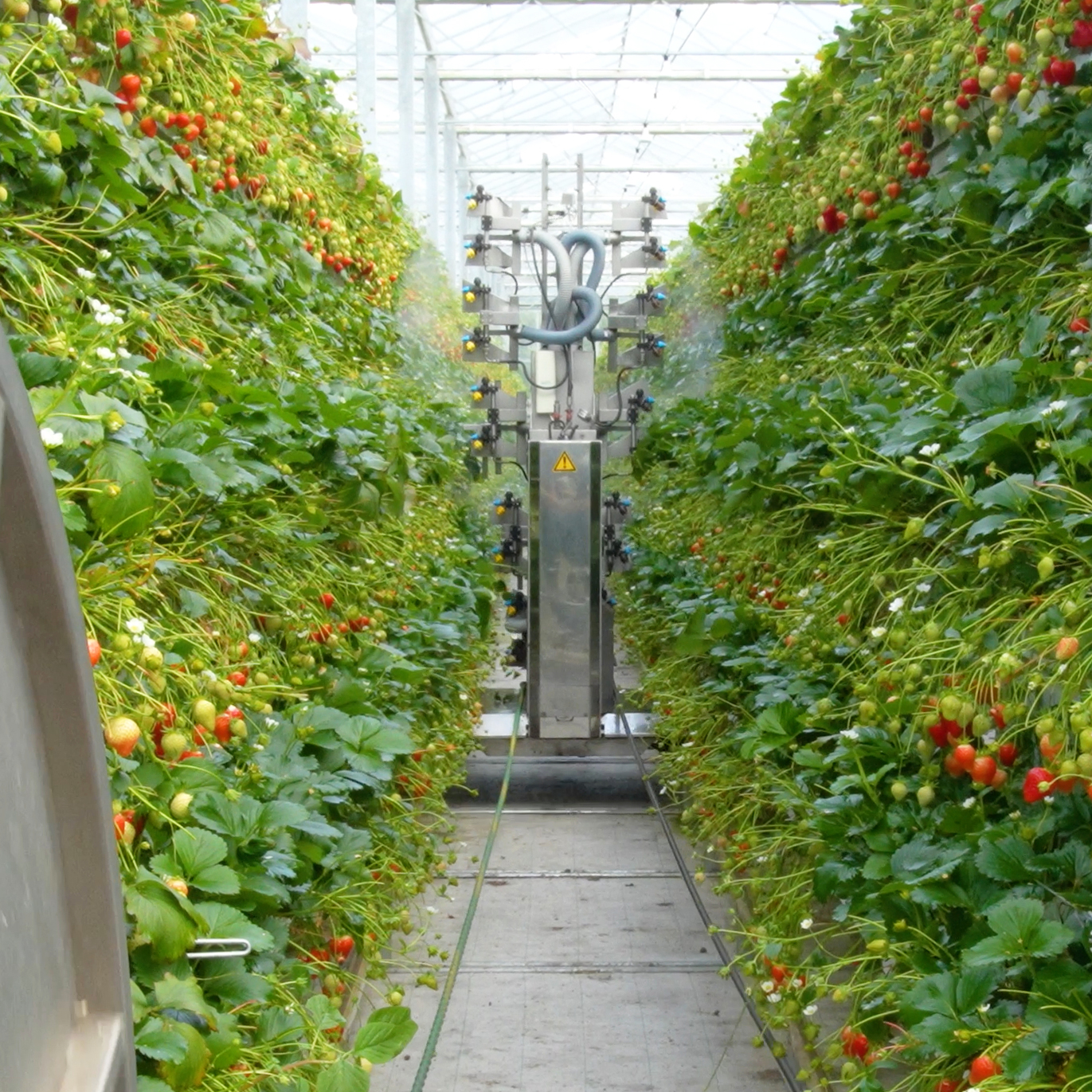 Extraordinary Berry - Premium British Berries Grown in West Sussex